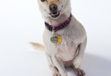 Adoptable Pet of the Week