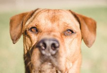 Adoptable Pet of the Week