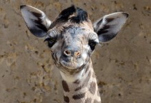 Baby Girl Giraffe Born Saturday