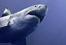 My Brush With a Great White at Goleta Beach