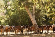 Close Escape at the Alisal Guest Ranch