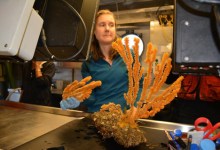 The Electric Coral Acid Test