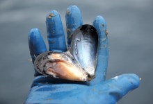 Flexing Muscles Over Mussels
