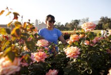 Scene in S.B.: Radiant Roses