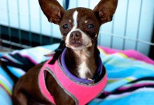 Adoptable Pet of the Week