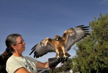 The Ojai Raptor Center’s Open House