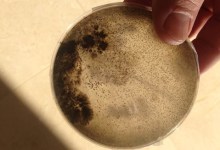 McCaw, Mold, and Another Black Eye for the News-Press?