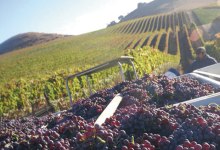 Understanding Sustainable Wine Standards
