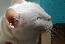 Adoptable Pet of the Week