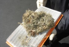 Critters Cause Car Challenges