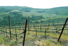The Wicked Wine Grapes of Rancho Salsipuedes