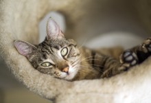 Adoptable Pet of the Week