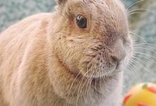 Adoptable Pet of the Week