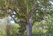 Three Trees Declared National Champions