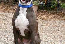 Adoptable Pet of the Week