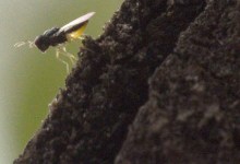 Citrus Psyllid Predator Released in County