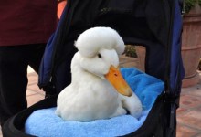 Vegan Group Protests Foie Gras in S.B. Restaurants