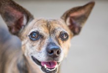Adoptable Pet of the Week