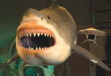 Monster Shark Eats Mission Canyon