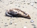 What Will the Refugio Oil Spill Kill?