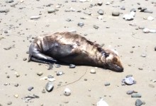 What Will the Refugio Oil Spill Kill?