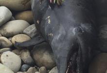 Dead Dolphins, Pelicans Continue to Wash Ashore after Refugio Oil Spill