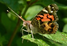 Treebeard’s Photographic Gifts from the Santa Barbara Backcountry