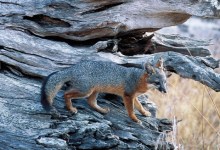 How to Outfox a Channel Islands Fox