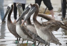 Ten Oiled Pelicans Returned to the Wild