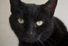 Blackie Shiloh