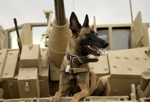 Max Plugs Glory of Animals Fighting Wars