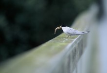 Meet the Least Terns of Skinny Bear Lake