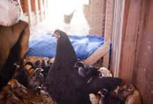 125 Helpful Chicks at Fairview Farms