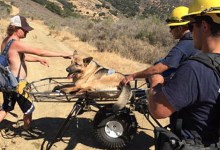 Firefighters Rescue Dehydrated Dog on Hiking Trail