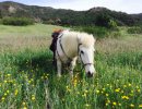 Hero on Horseback