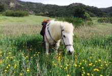 Hero on Horseback