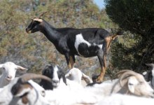 Ojai Valley Grange’s Homesteading Classes