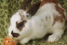 Adoptable Pet of the Week