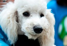 Adoptable Pet of the Week