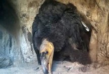Webcam Provides Live Stream of Nesting California Condors