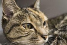 Adoptable Pet of the Week