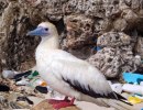 New Study Estimates High Plastic Levels in Seabirds