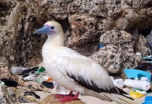 New Study Estimates High Plastic Levels in Seabirds