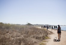Dog Pack Walk at Ellwood