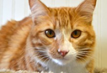 Adoptable Pet of the Week