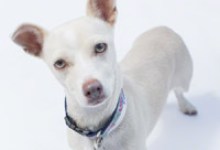 Adoptable Pet of the Week