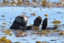 Otters Score Another Legal Victory