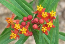 Tropical Milkweed Threatens Monarchs