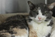 Adoptable Pet of the Week