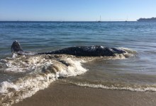 Dead Baby Whale Washes Up on East Beach